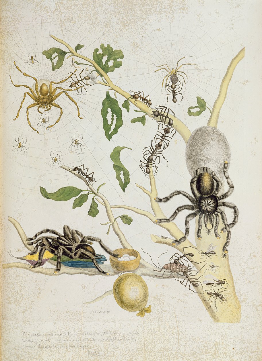 Pająki: Mygole, płyta 18 z „Over de Voorteeling”, 1730 autorstwa Maria Sibylla Merian