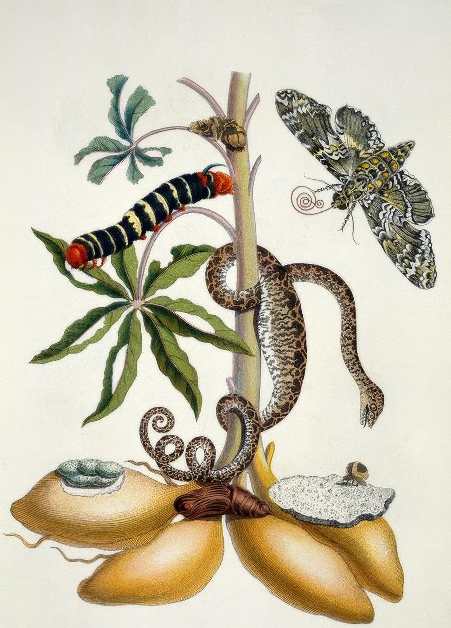 Maniok / M.S.Merian autorstwa Maria Sibylla Merian