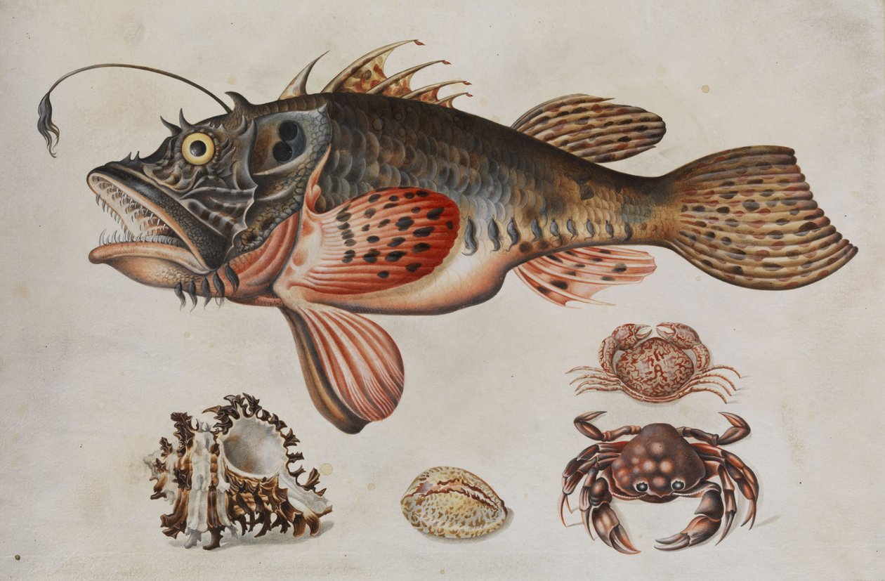 Ryby głębinowe, kraby i ślimaki morskie. autorstwa Maria Sibylla Merian