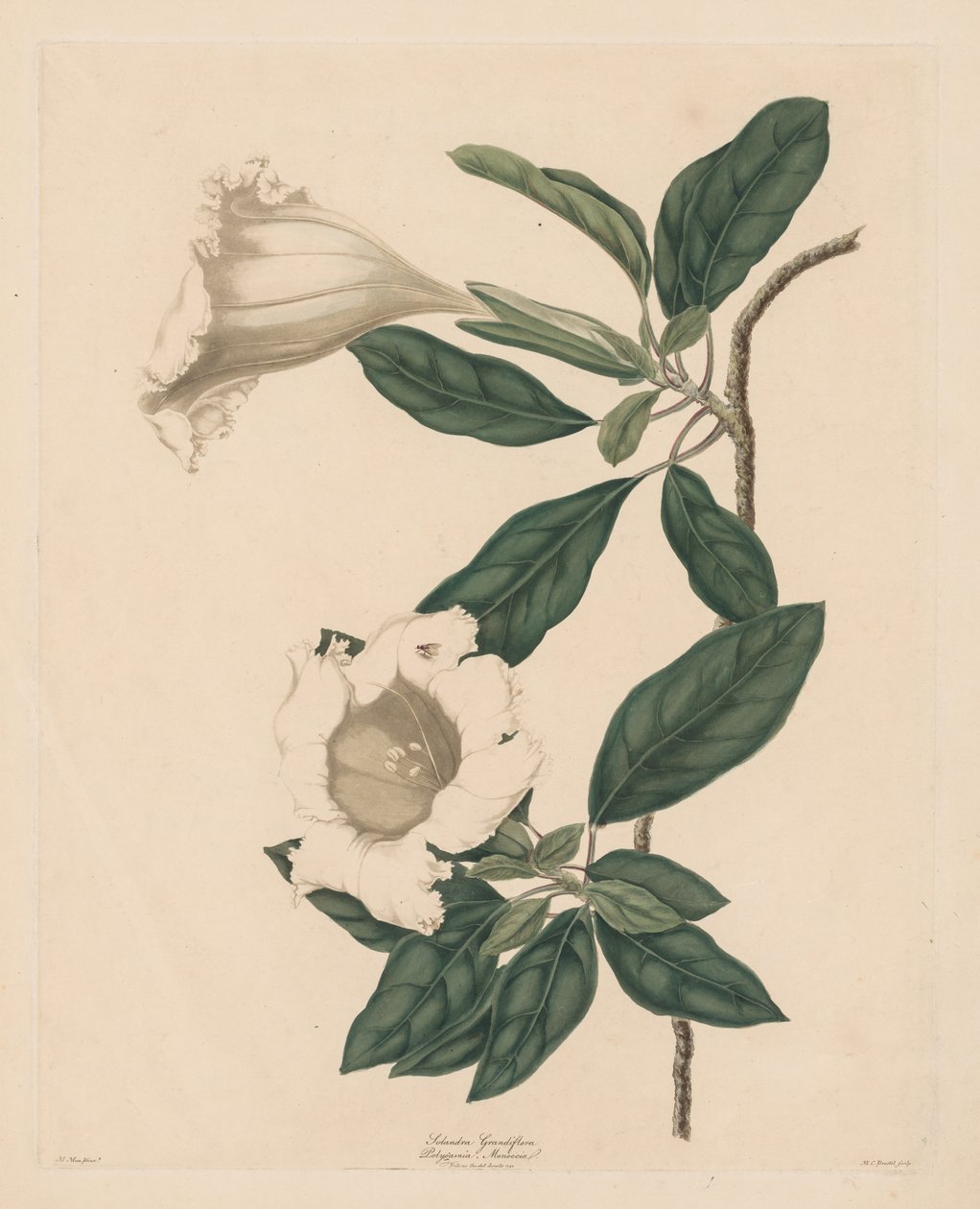 Kielich Winorośli, 1790. autorstwa Maria Catharina Prestel