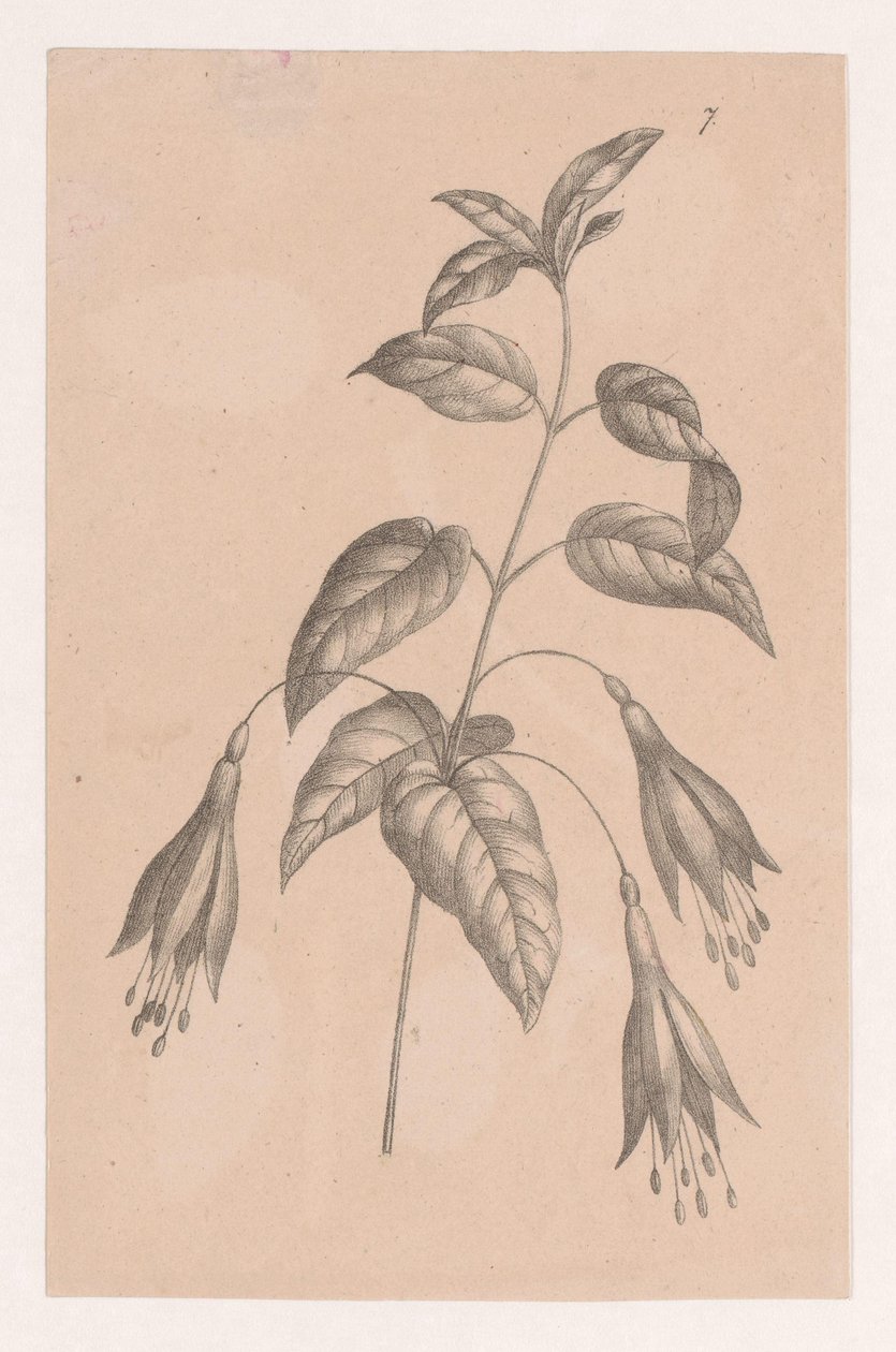 Oddział z kwiatami autorstwa Maria Geertruida de Goeje Barbiers (attributed to)