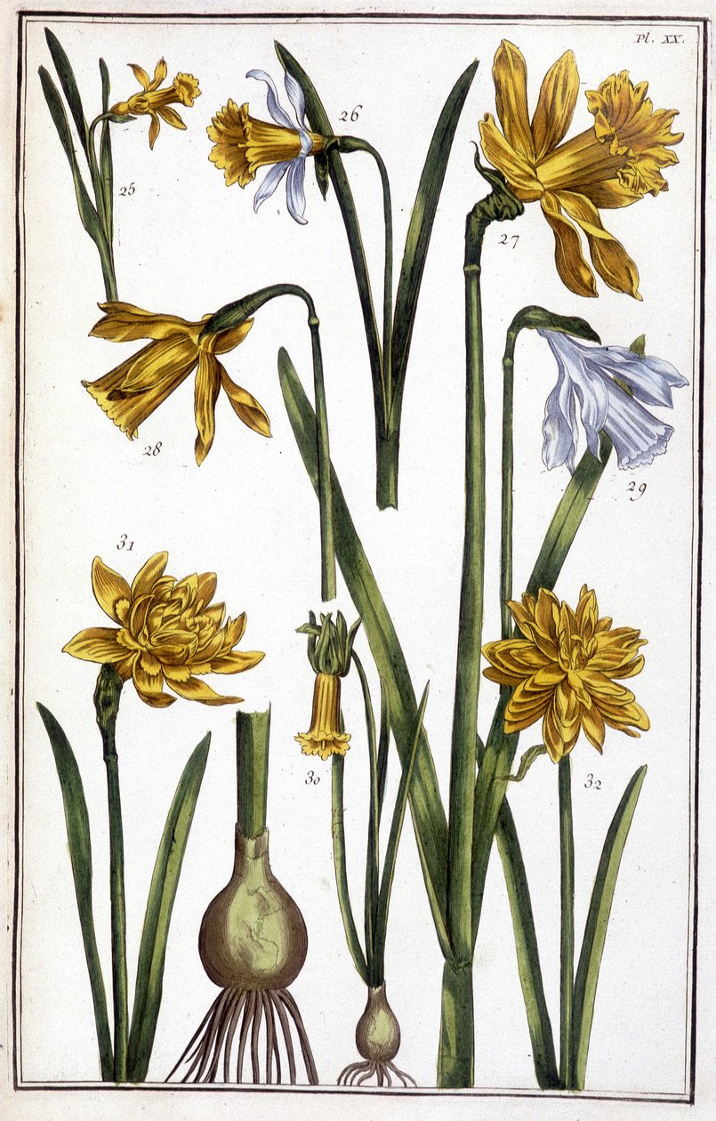Nieznany obraz autorstwa Maria Sibylla Merian