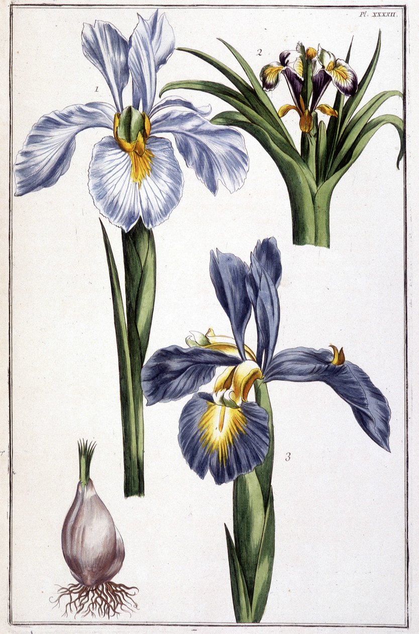 Nieznany obraz autorstwa Maria Sibylla Merian
