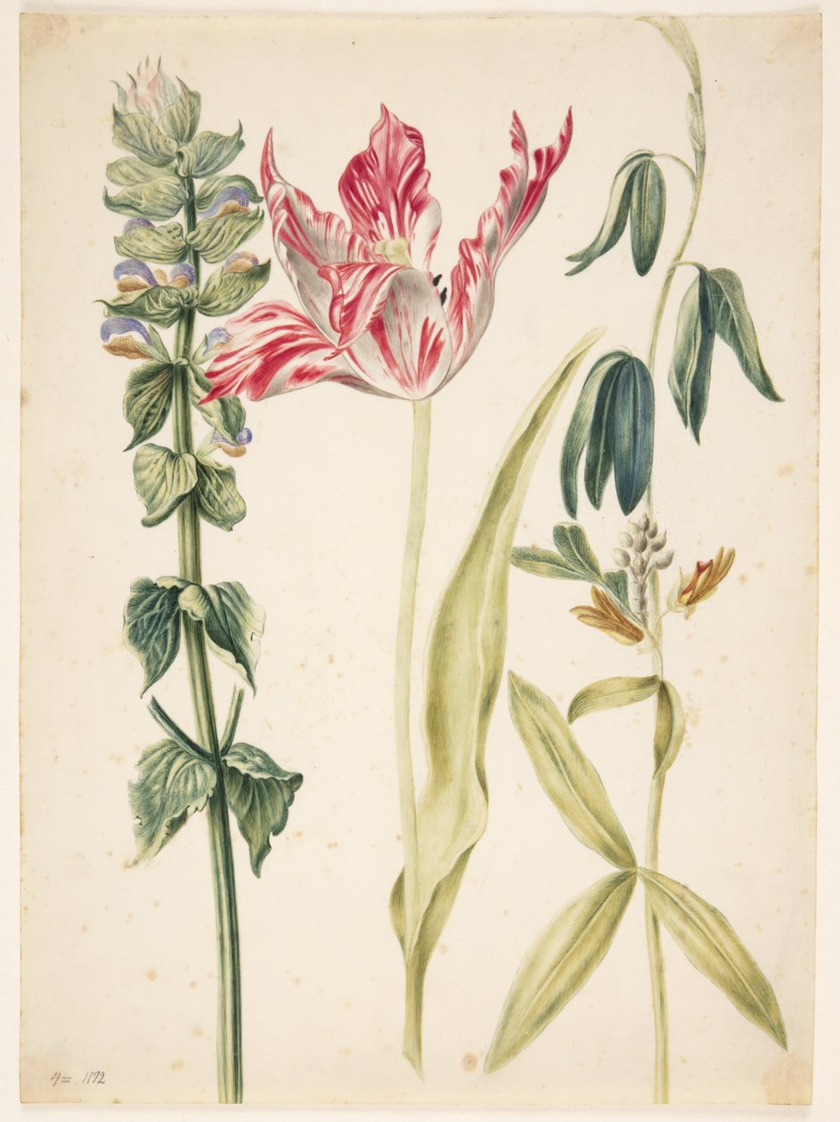3 kwiaty, w centrum tulipan autorstwa Maria Sibylla Merian