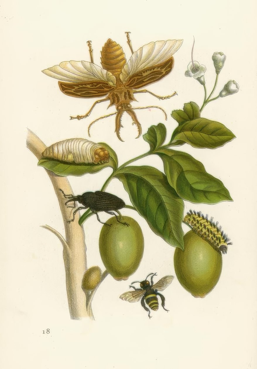 Drzewo tabrouba, chrząszcz... / M.S.Merian autorstwa Maria Sibylla Merian