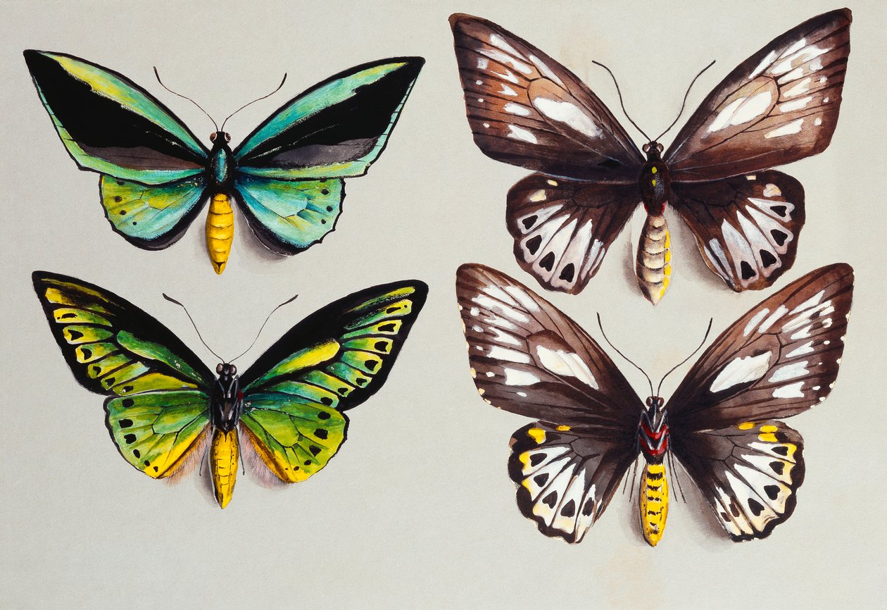 Cztery motyle Birdwing autorstwa Marian Ellis Rowan