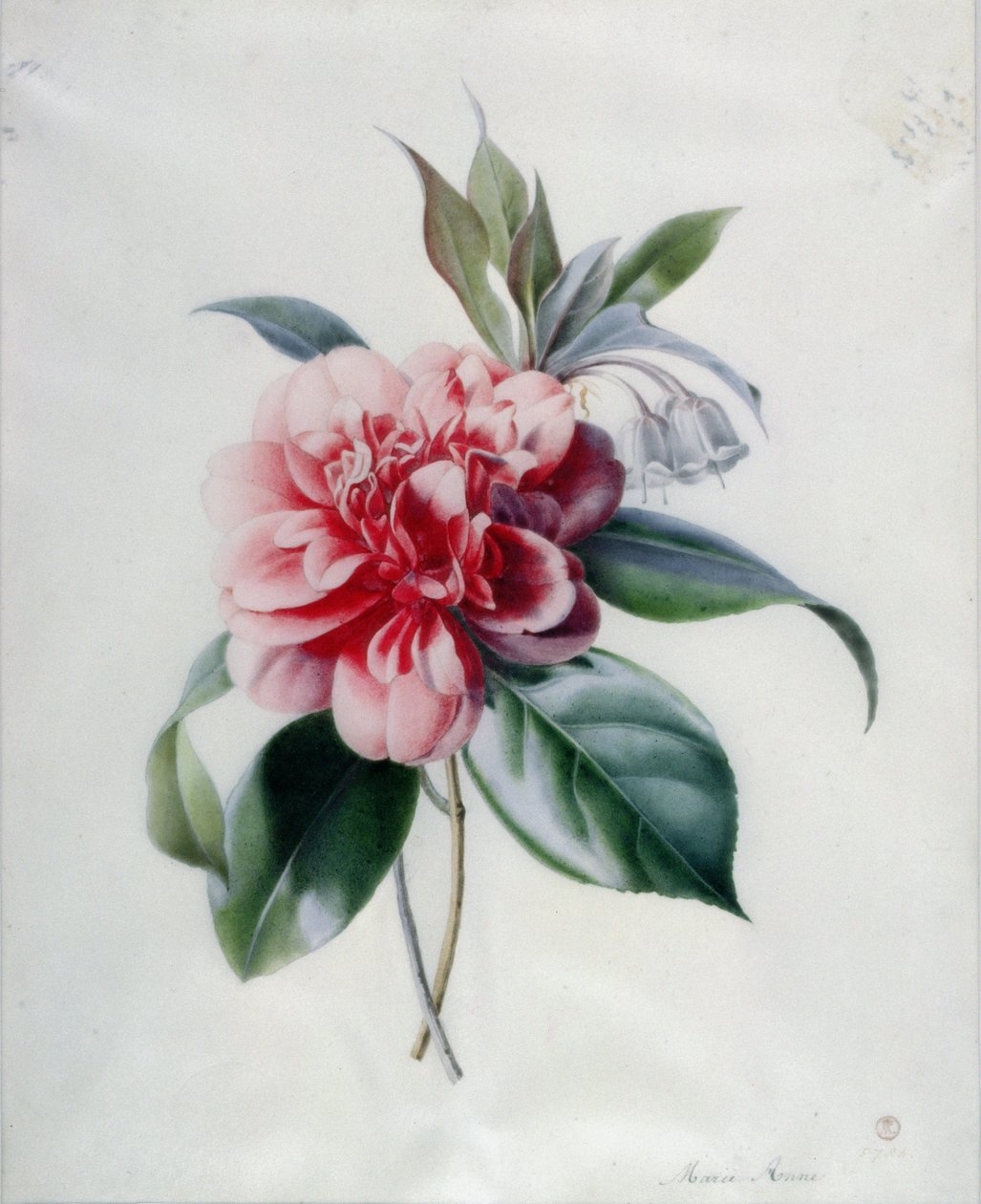 Camellia autorstwa Marie Anne