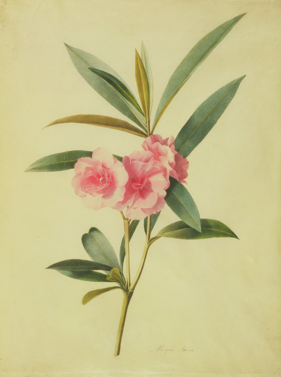 Nerium Oleander (Rose Bay) (WC na vellum) autorstwa Marie Anne