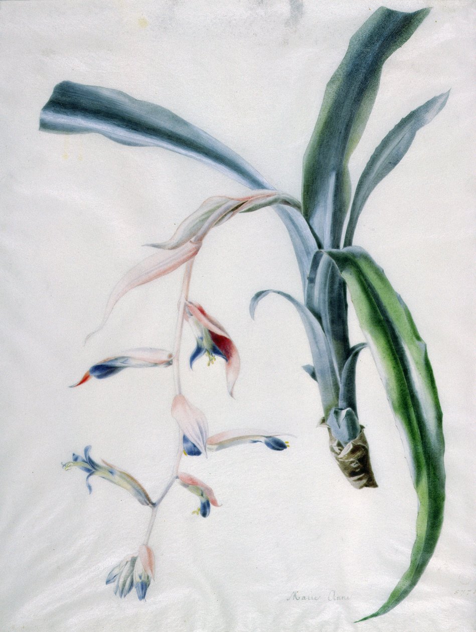 Orchidea, XVIII wiek autorstwa Marie Anne
