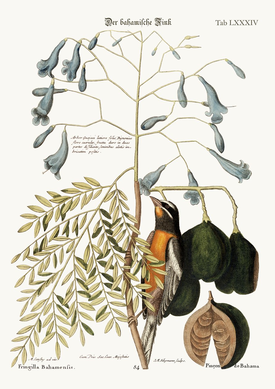 Dziwonia Bahama, 1749-73 autorstwa Mark Catesby