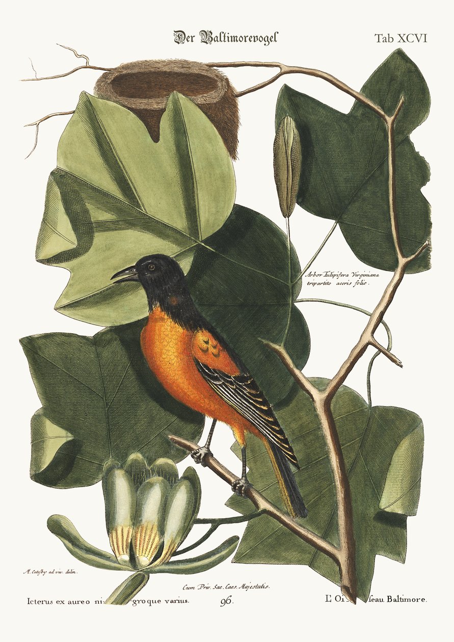 Ptak Baltimore, 1749-73 autorstwa Mark Catesby