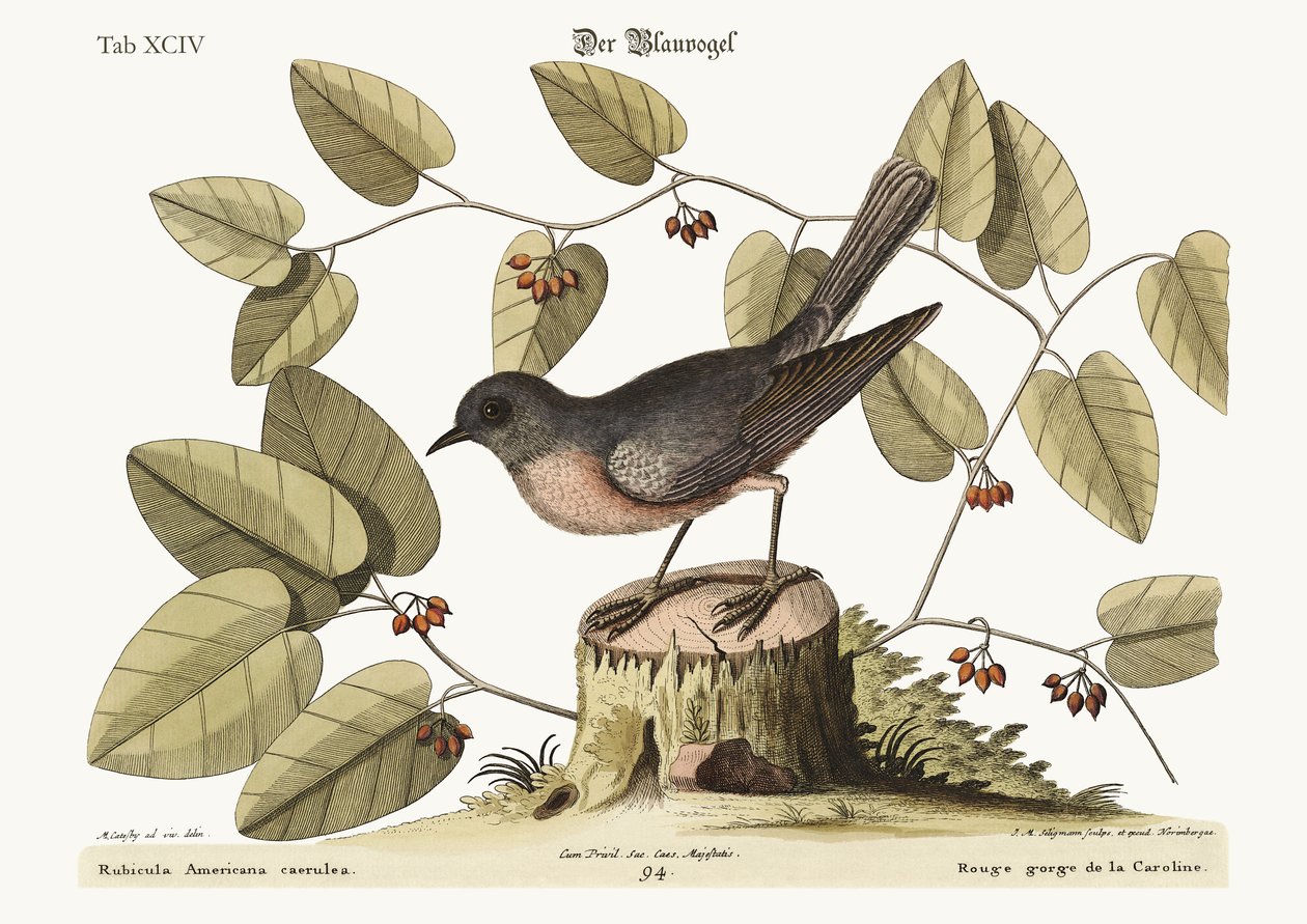Niebieski ptak, 1749-73 autorstwa Mark Catesby