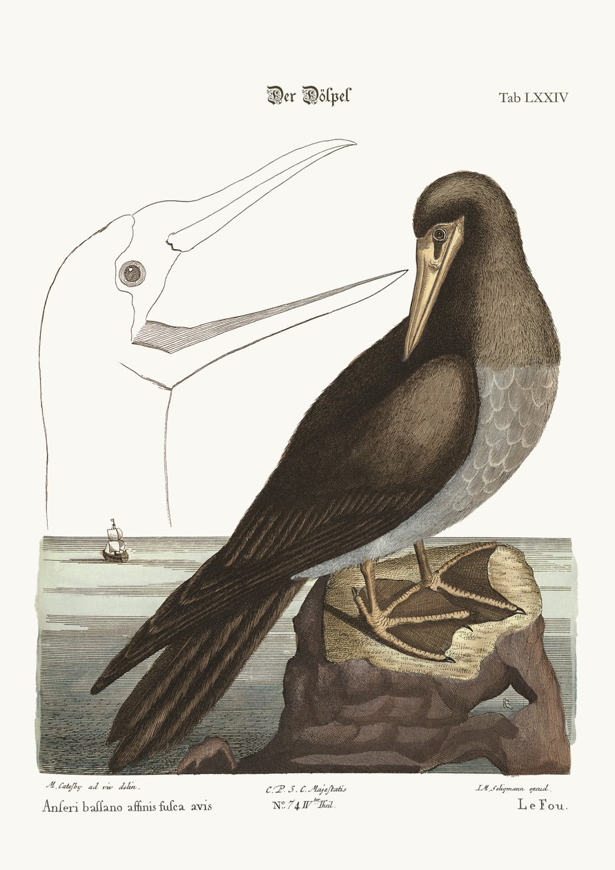 Booby, 1749-73 autorstwa Mark Catesby