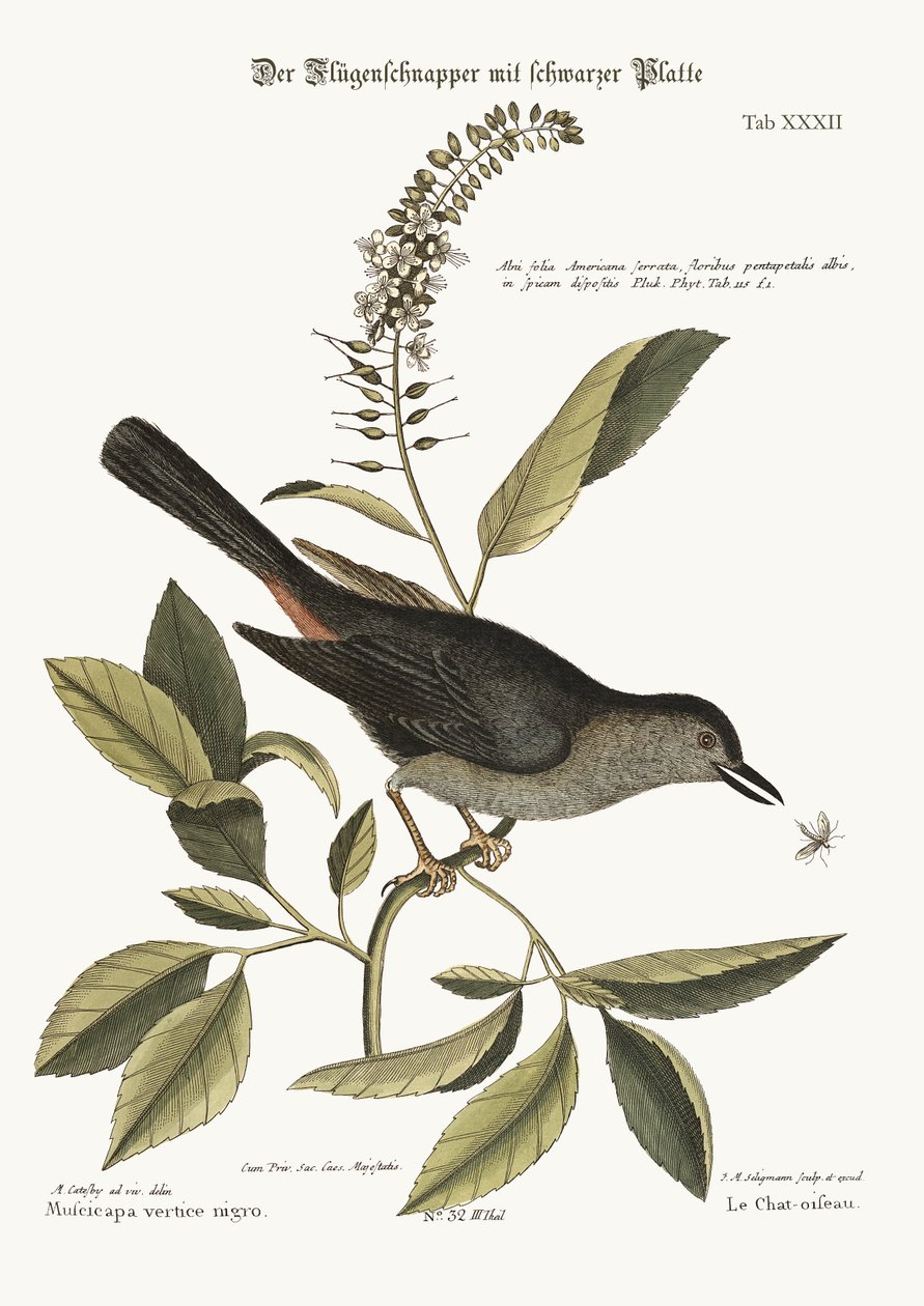 Kot-Ptak, 1749-73 autorstwa Mark Catesby