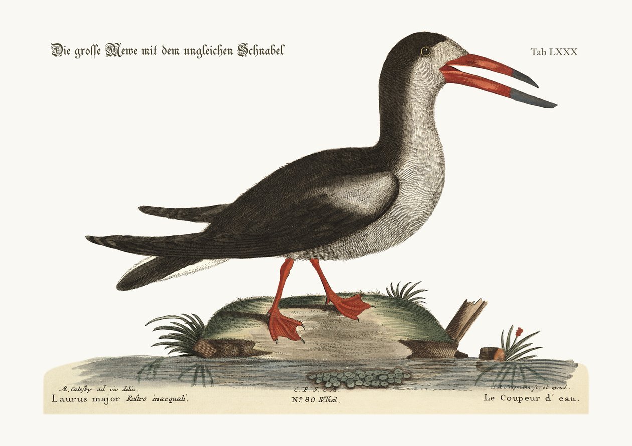 Cięcie wody, 1749-73 autorstwa Mark Catesby