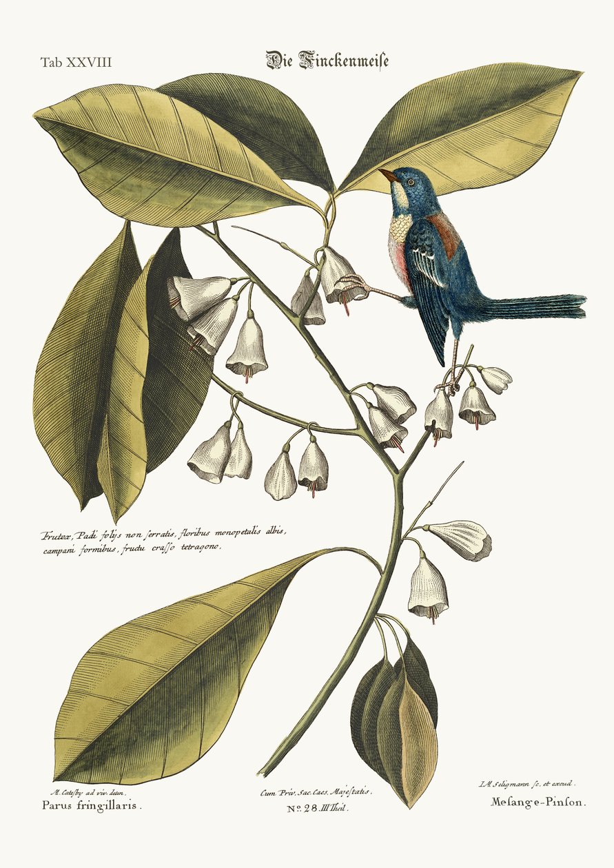 Pełzacz Finch, 1749-73 autorstwa Mark Catesby