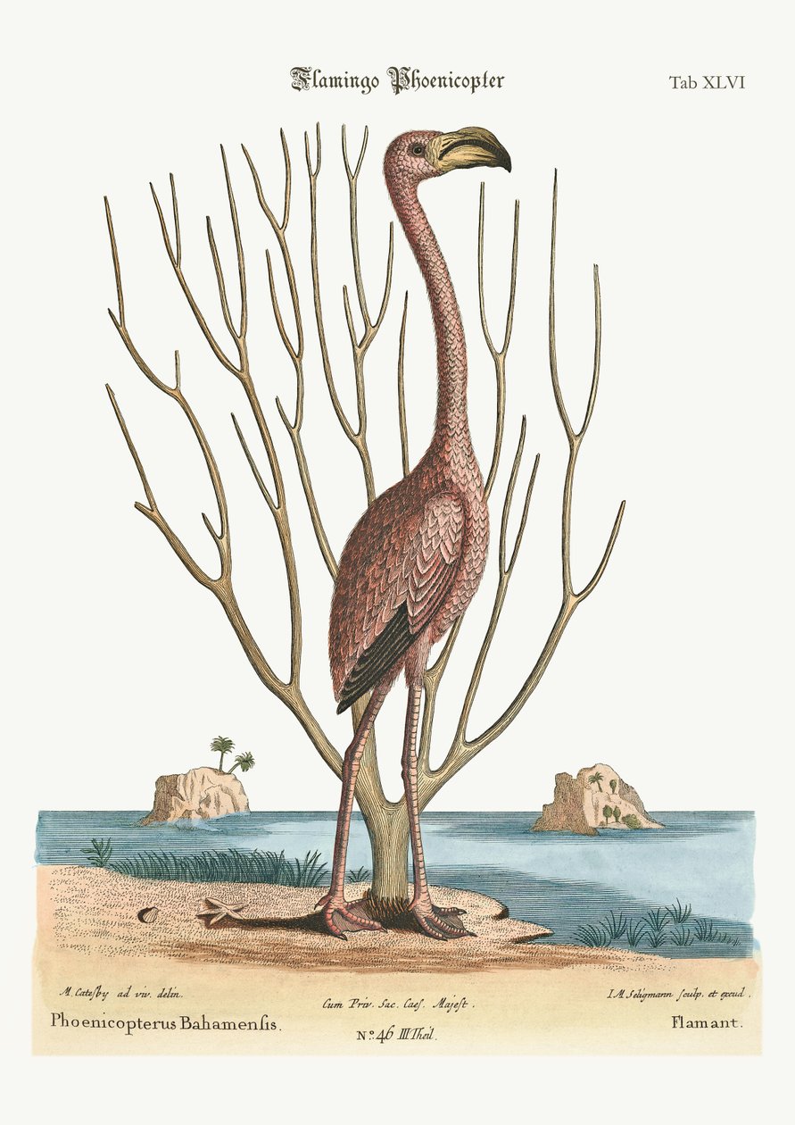 Flaming, 1749-73 autorstwa Mark Catesby