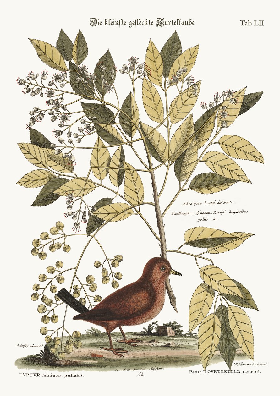 Gołąb pocztowy, 1749-73 autorstwa Mark Catesby
