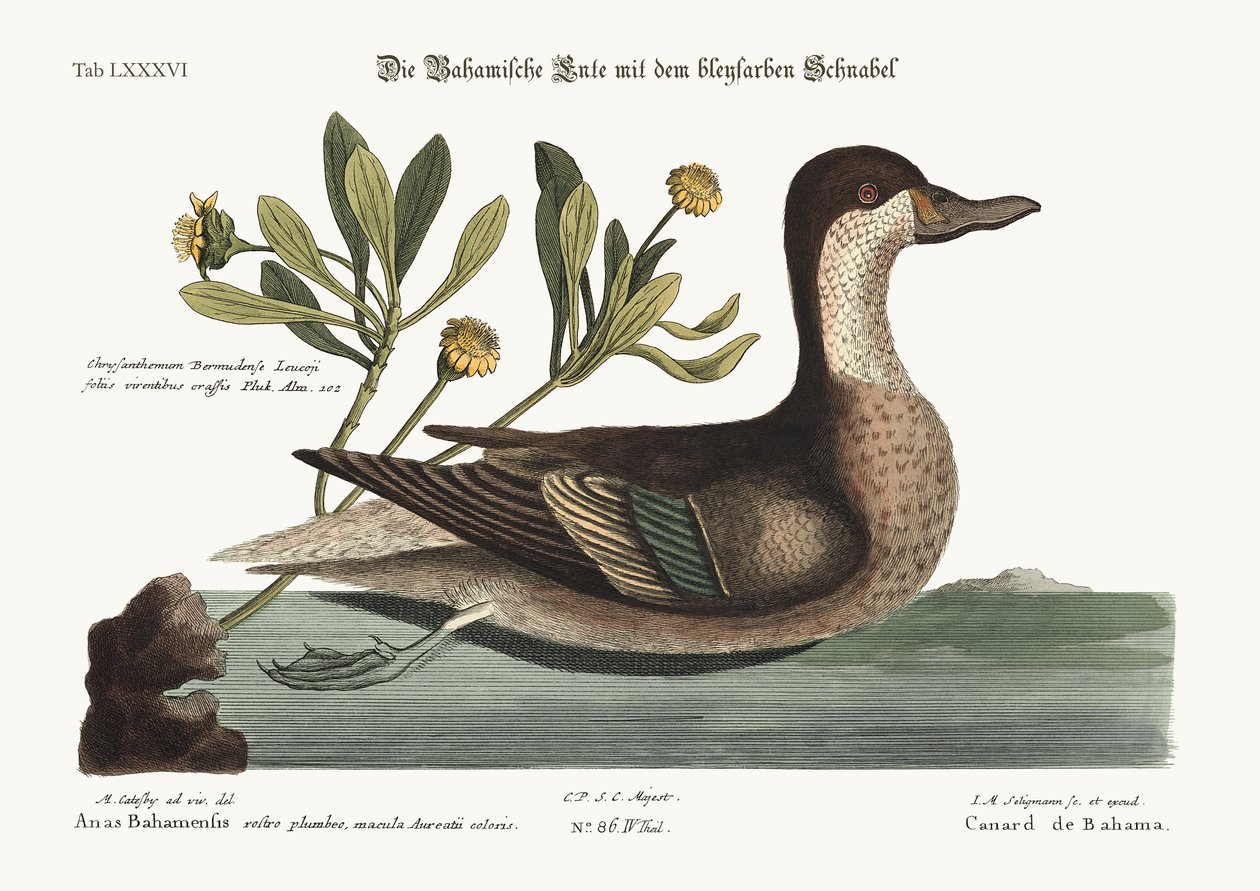 Kaczka Ilathera, 1749-73 autorstwa Mark Catesby