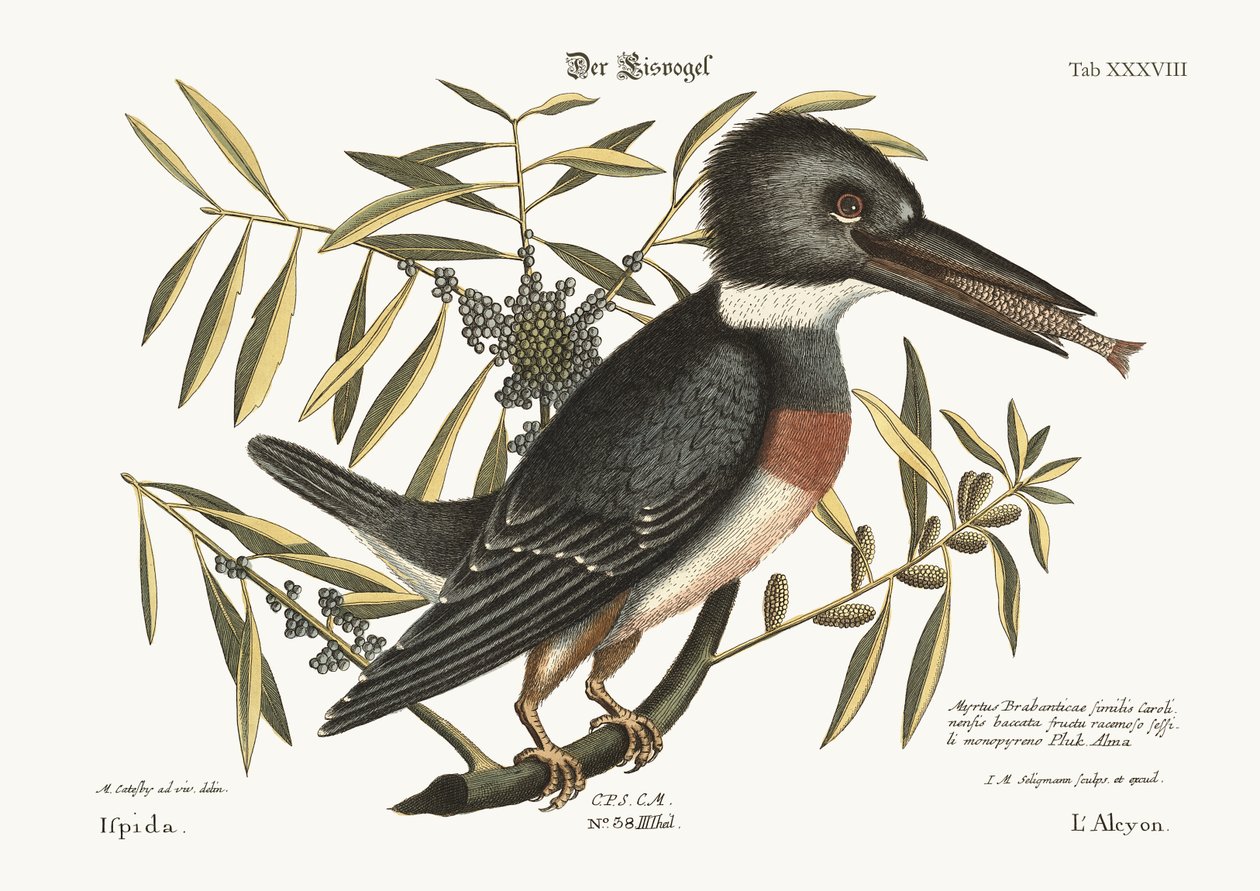 Zimorodek, 1749-73 autorstwa Mark Catesby