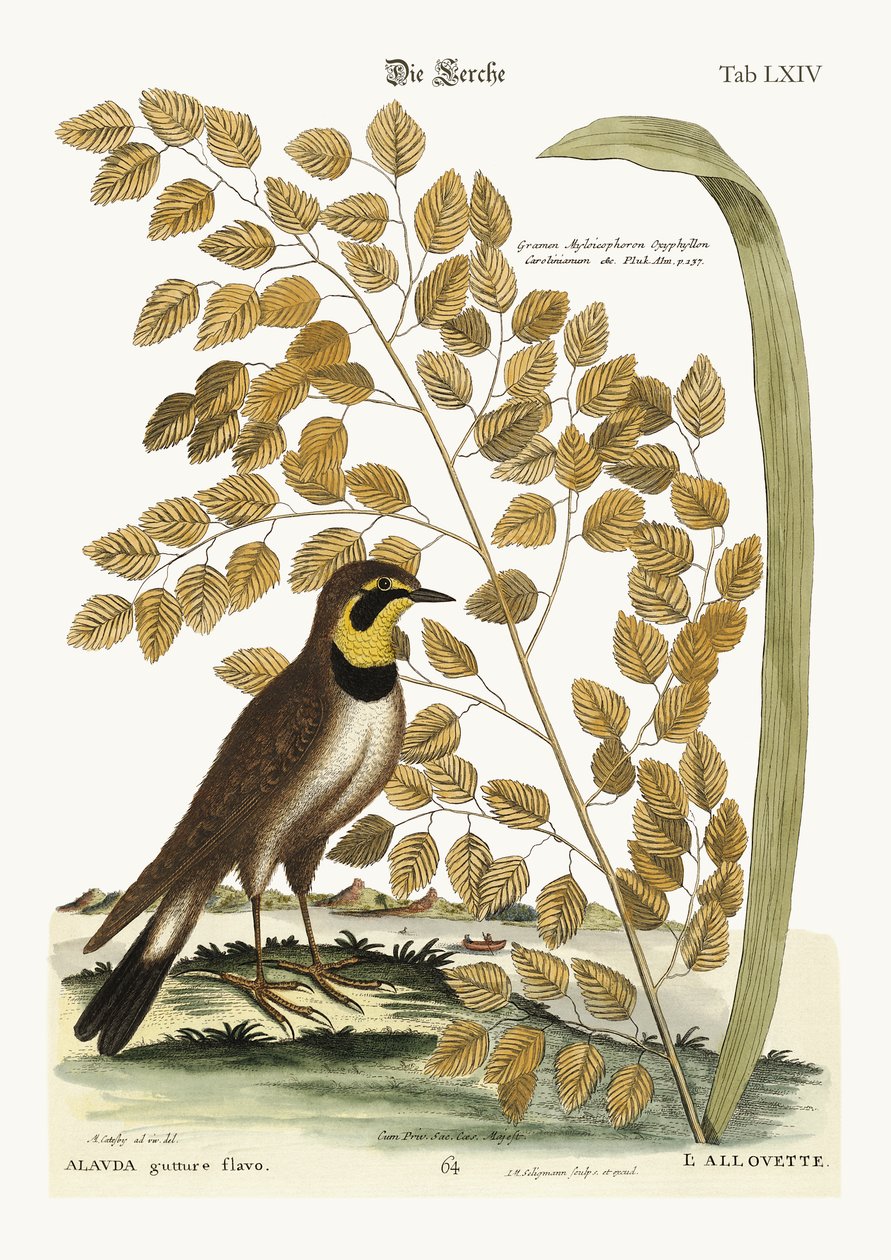 Skowronek, 1749-73 autorstwa Mark Catesby