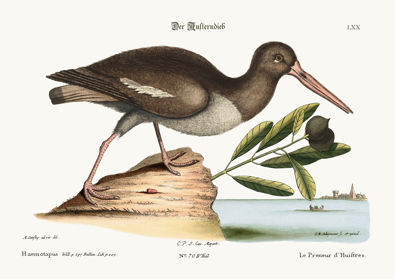 Łapacz ostryg, 1749-73 autorstwa Mark Catesby