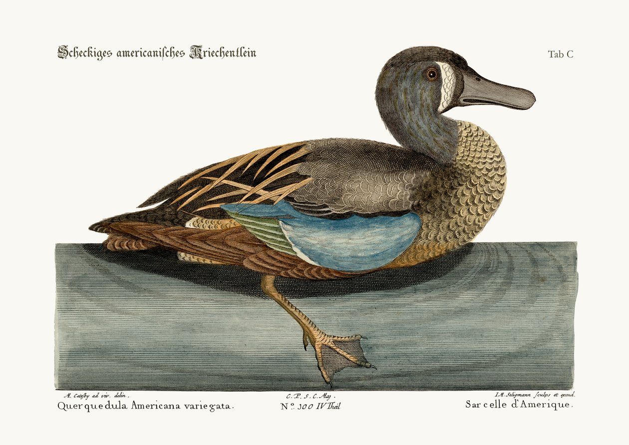 Cyraneczka białolica, 1749-73 autorstwa Mark Catesby