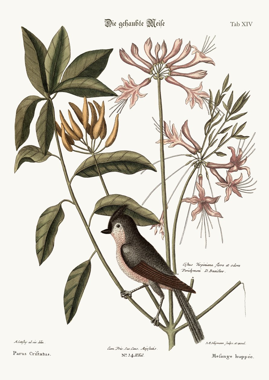 Czubaty sikora, 1749-73 autorstwa Mark Catesby