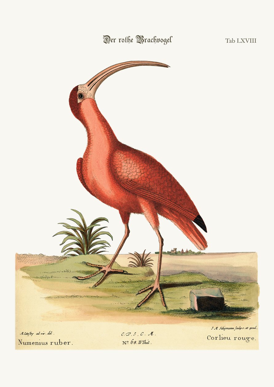 Czerwony Kulik, 1749-73 autorstwa Mark Catesby