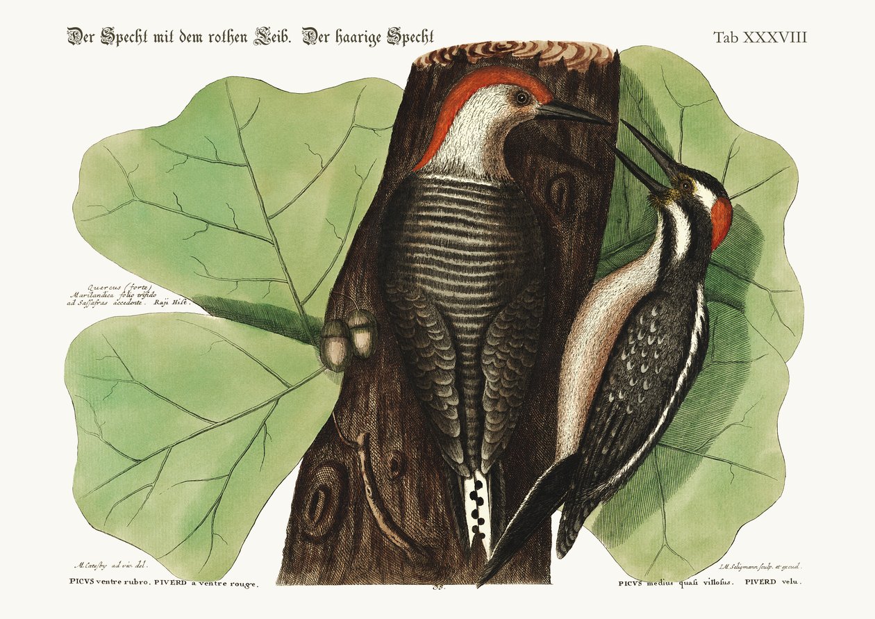Dzięcioł czerwonobrzuchy. Włochaty dzięcioł., 1749-73 autorstwa Mark Catesby