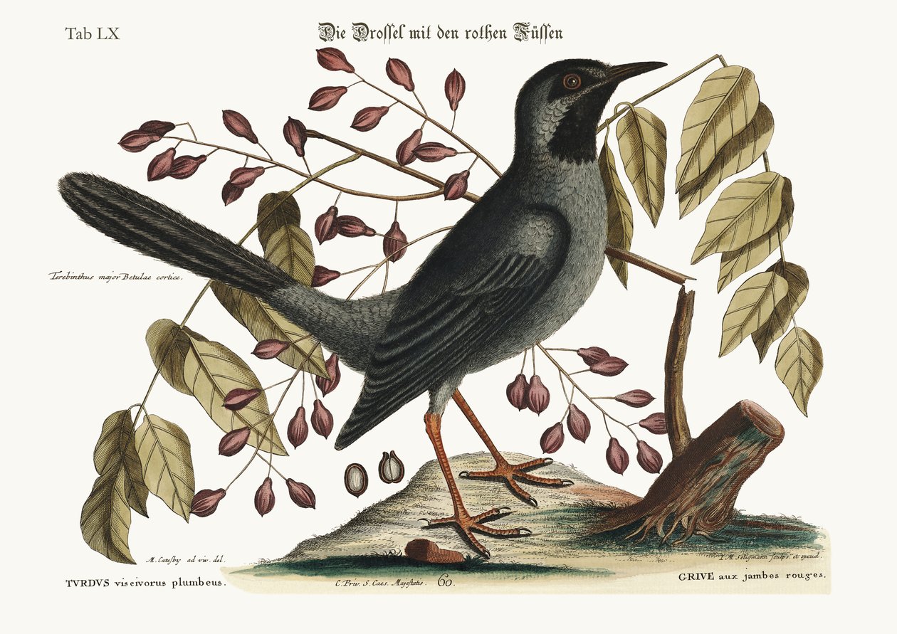 Drozd czerwononogi, 1749-73 autorstwa Mark Catesby