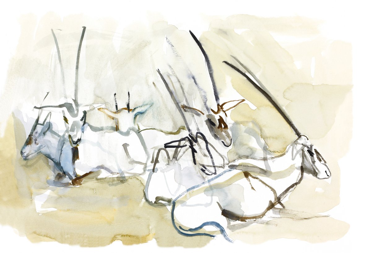 Oryks arabski, 2010 (olej na papierze) autorstwa Mark Adlington
