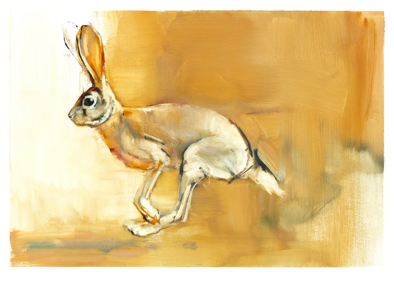 Cape Hare, 2010 (olej na papierze) autorstwa Mark Adlington