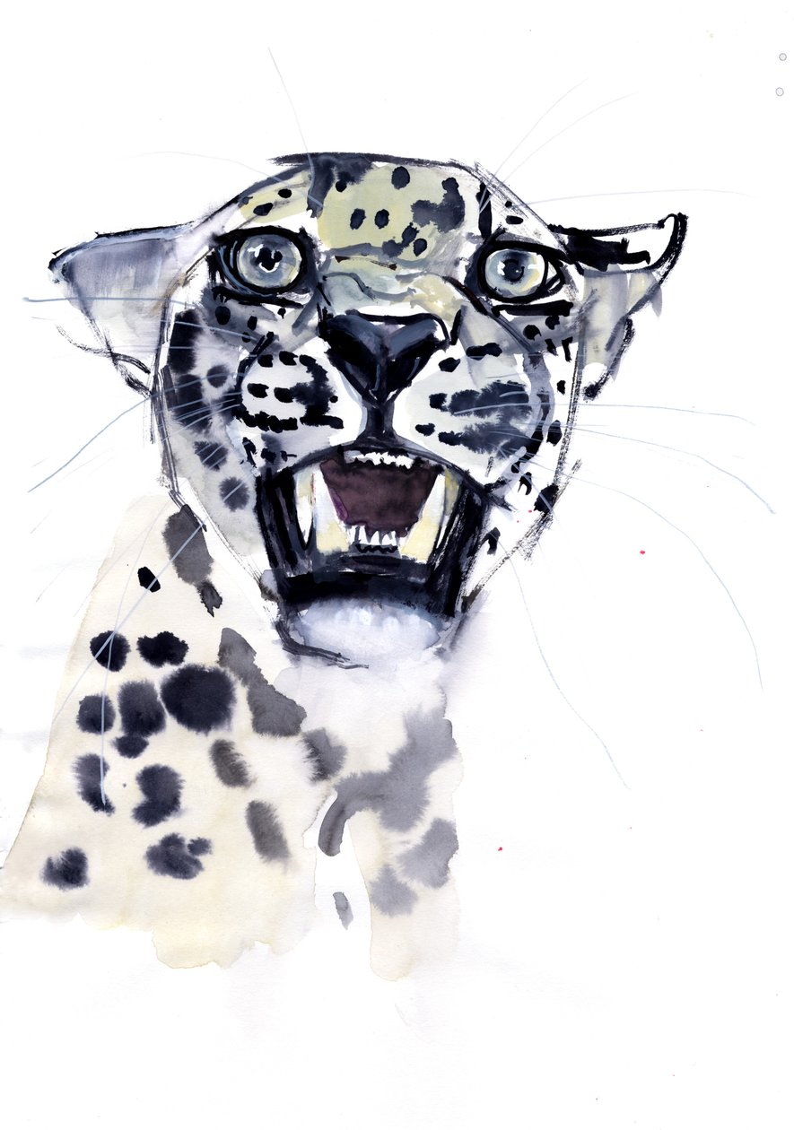 Siekacz Snarl (leopard arabski), 2008 autorstwa Mark Adlington