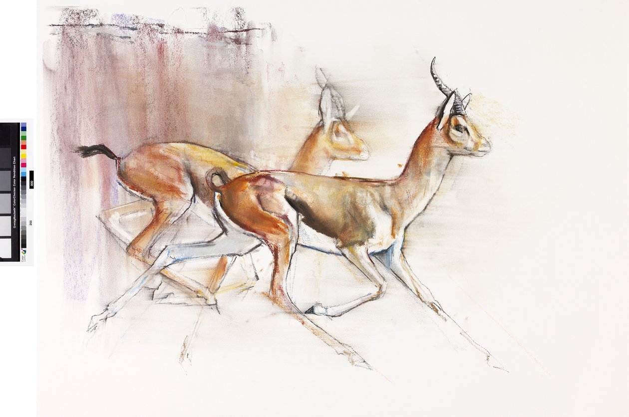 Biegnące Gazele Arabskie, 2010 (olej na papierze) autorstwa Mark Adlington