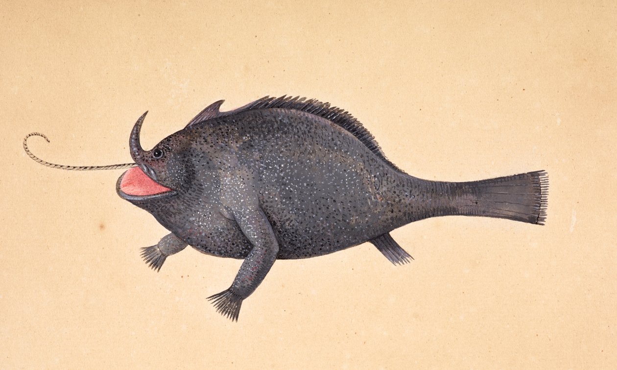 Ryba. autorstwa Mark Catesby