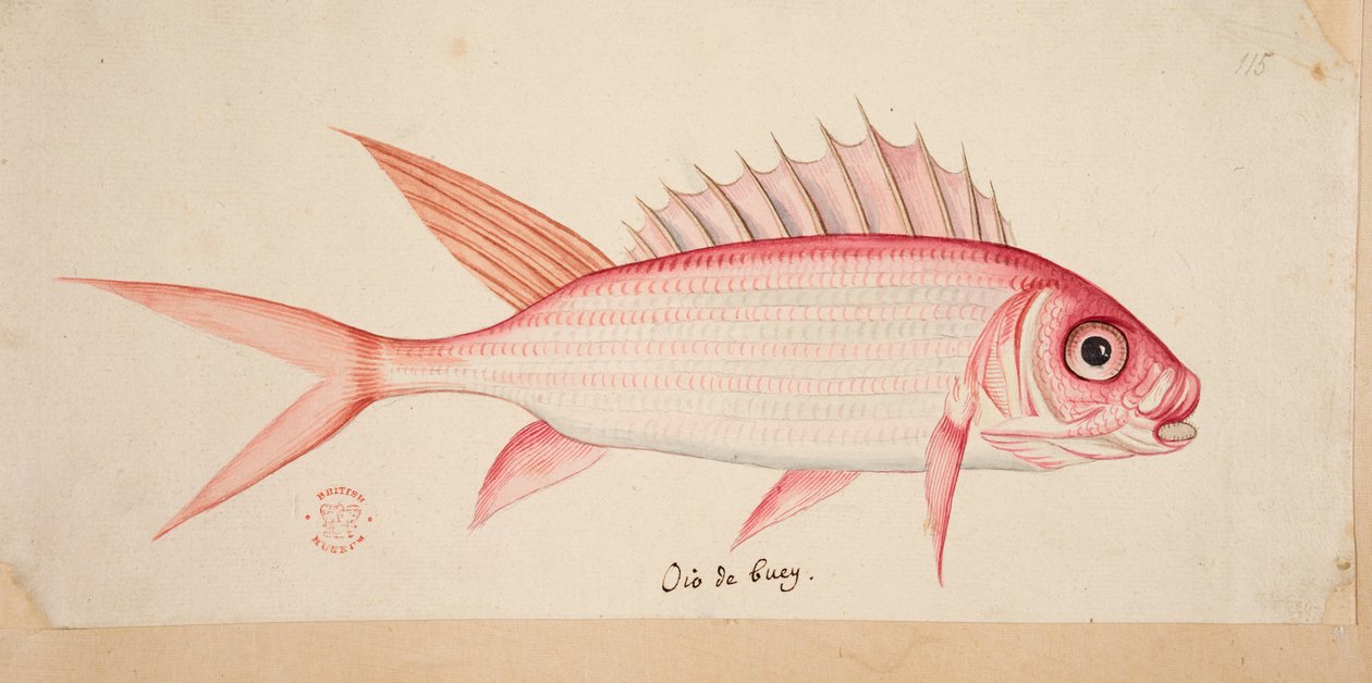Ryba. autorstwa Mark Catesby