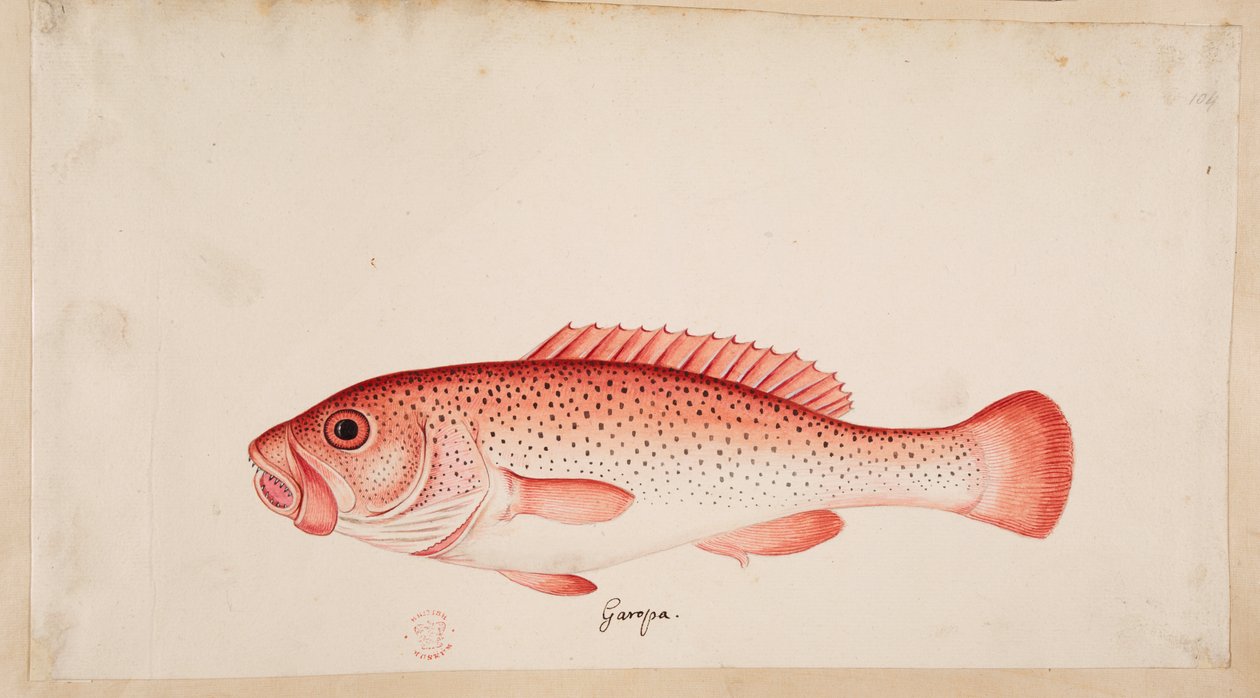 Ryba. autorstwa Mark Catesby