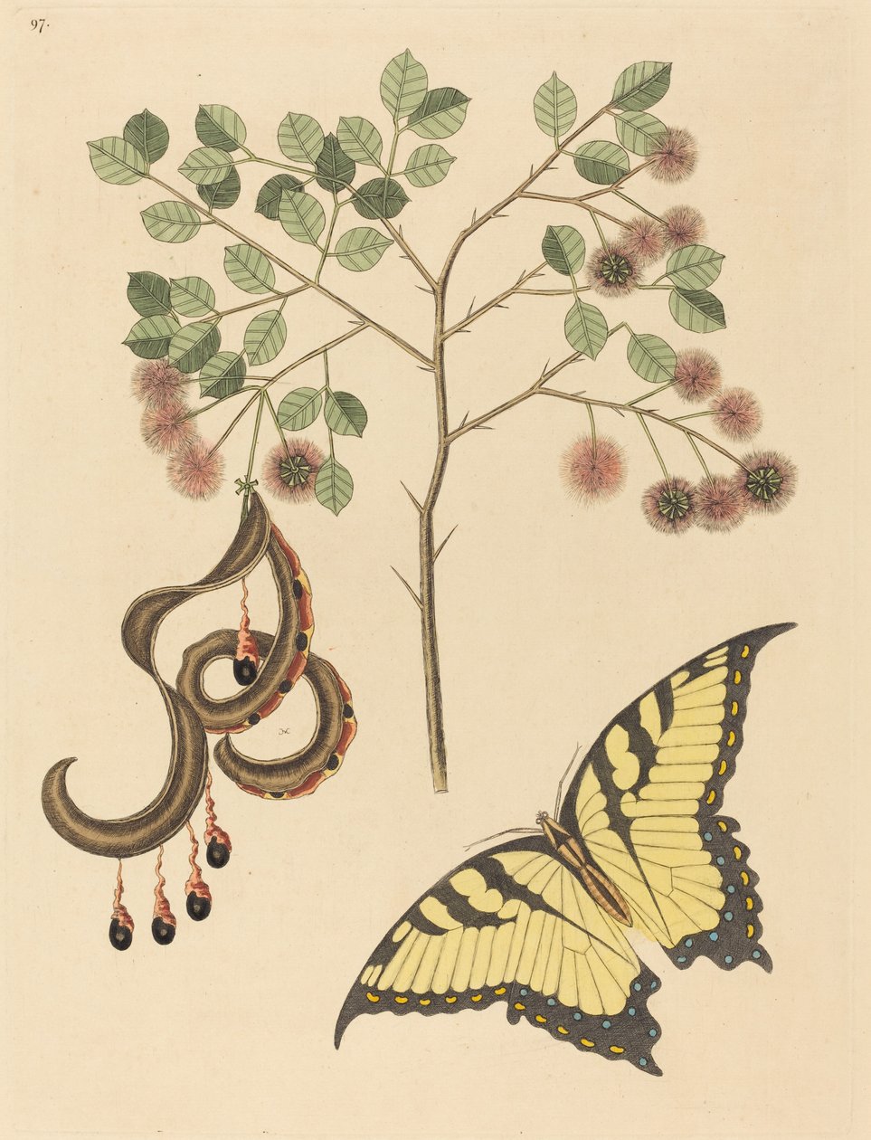 Koci pazur Mimosa circinalis, opublikowana w latach 1731-1743. autorstwa Mark Catesby