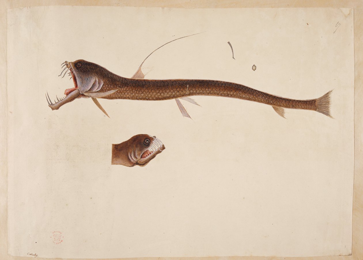 Chauliodus sloanei. Stworzenie przypominające węgorza. autorstwa Mark Catesby