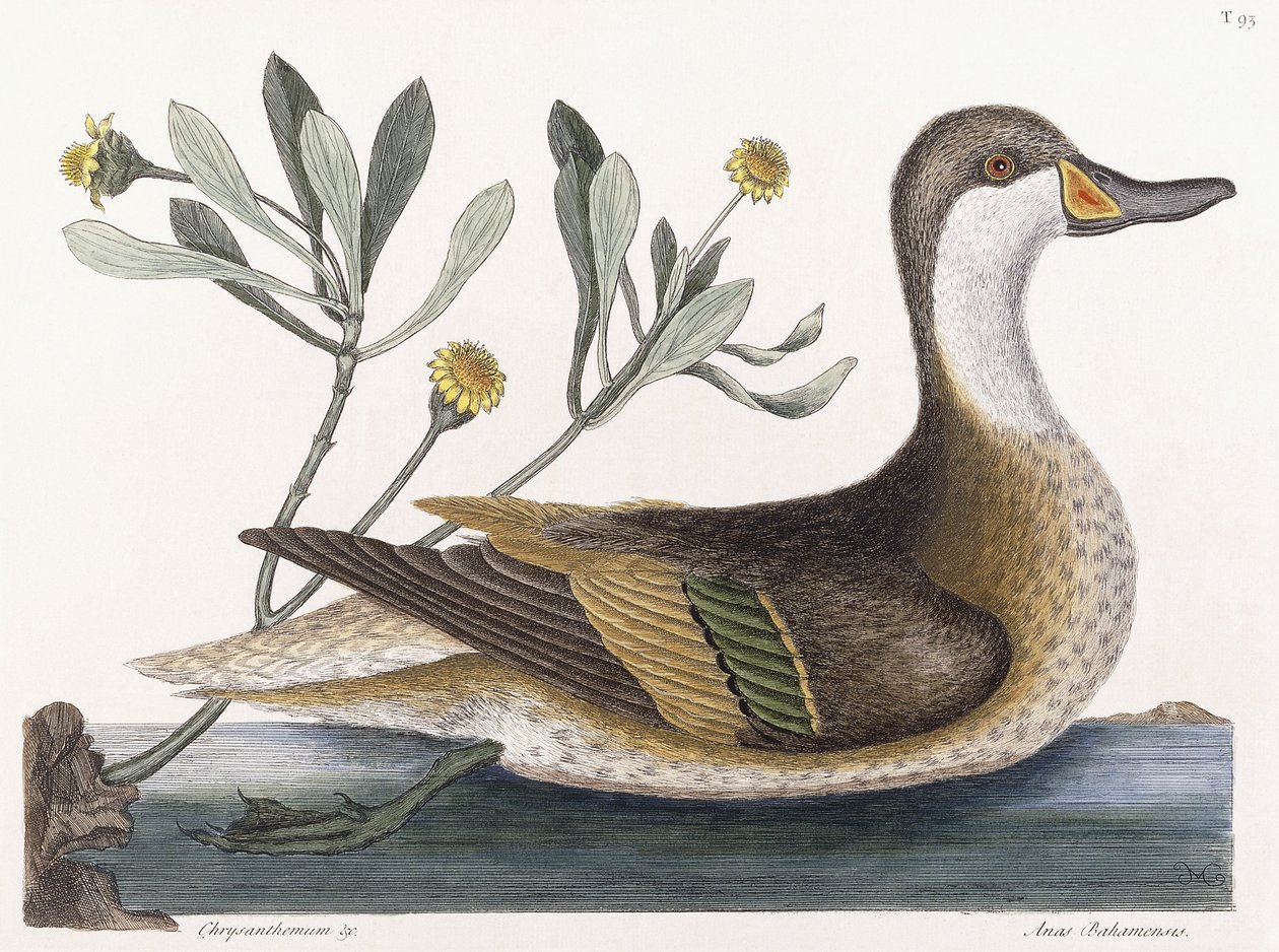 Chryzantema autorstwa Mark Catesby