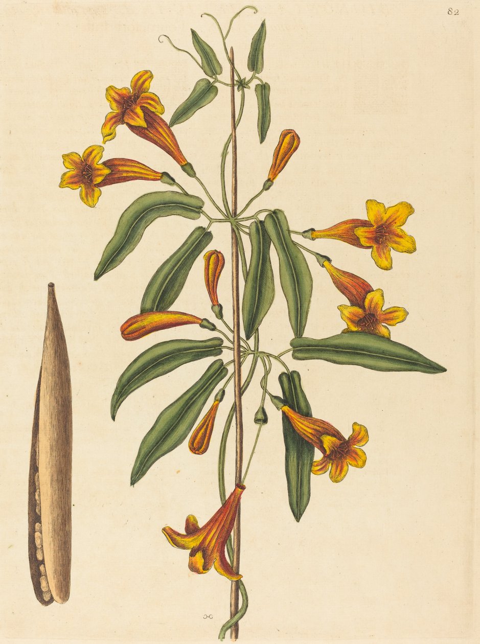 Cross-vine Bignonia capreolata, opublikowana w 1754 r. autorstwa Mark Catesby