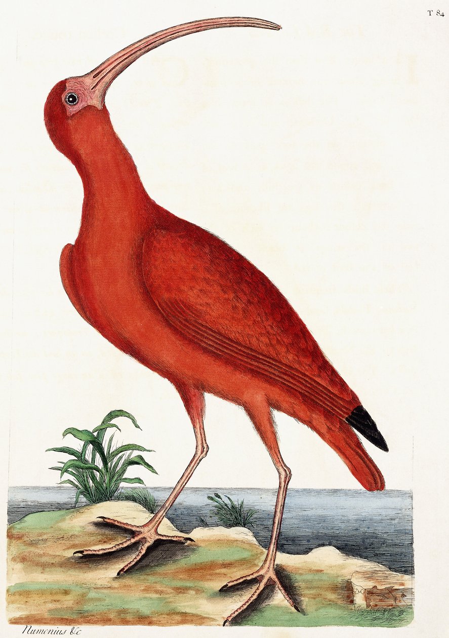Kullew, Numeniusz, 1771 autorstwa Mark Catesby