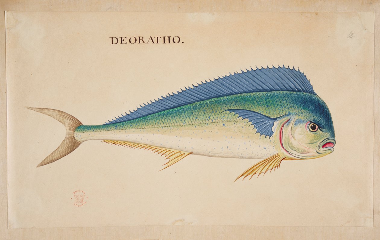 Deorato”. Ryba. autorstwa Mark Catesby