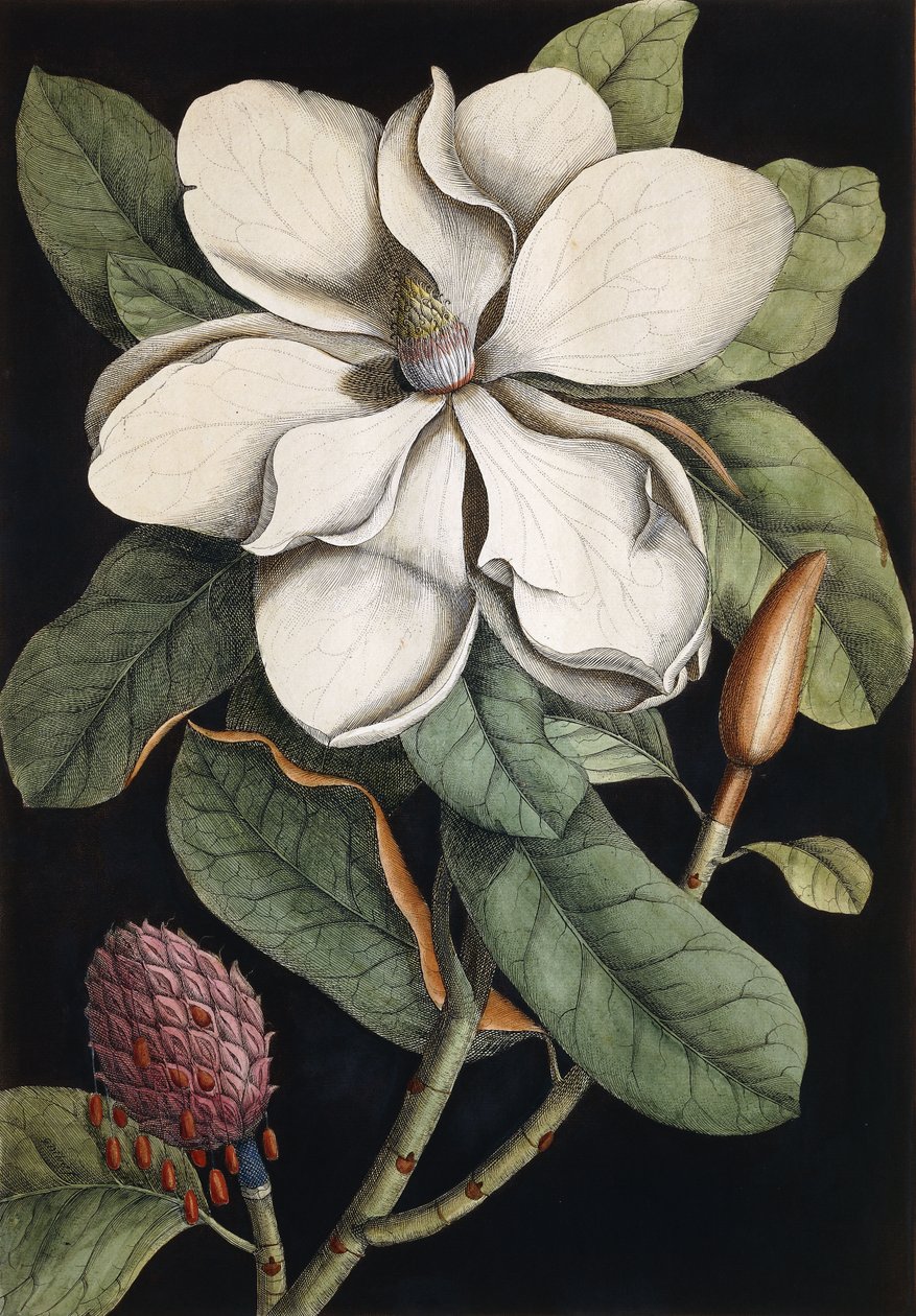 Drzewo Laurowe, 1731-1743 autorstwa Mark Catesby
