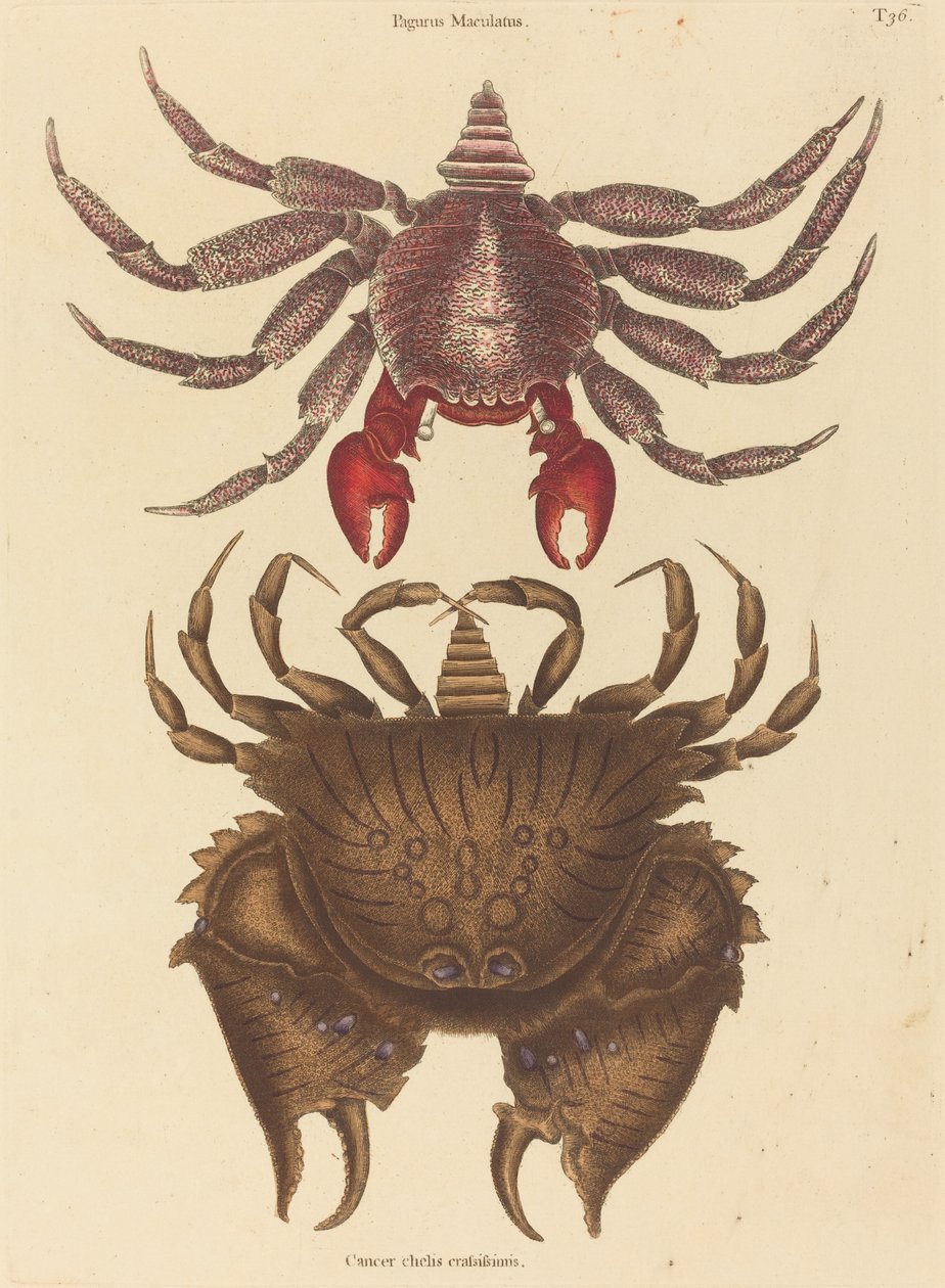 Krab cętkowany (Rak grapsus) autorstwa Mark Catesby