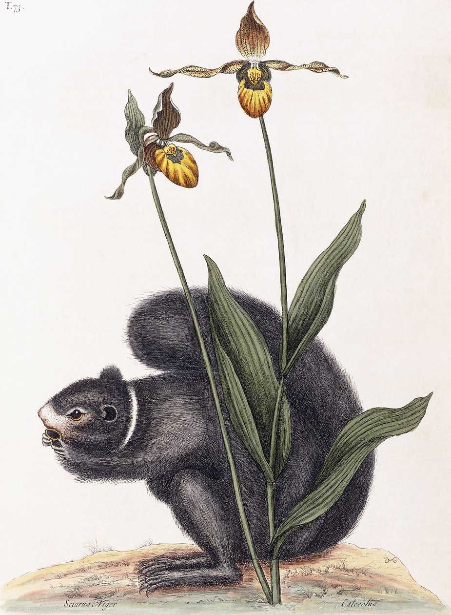 Sciurnus Niger autorstwa Mark Catesby