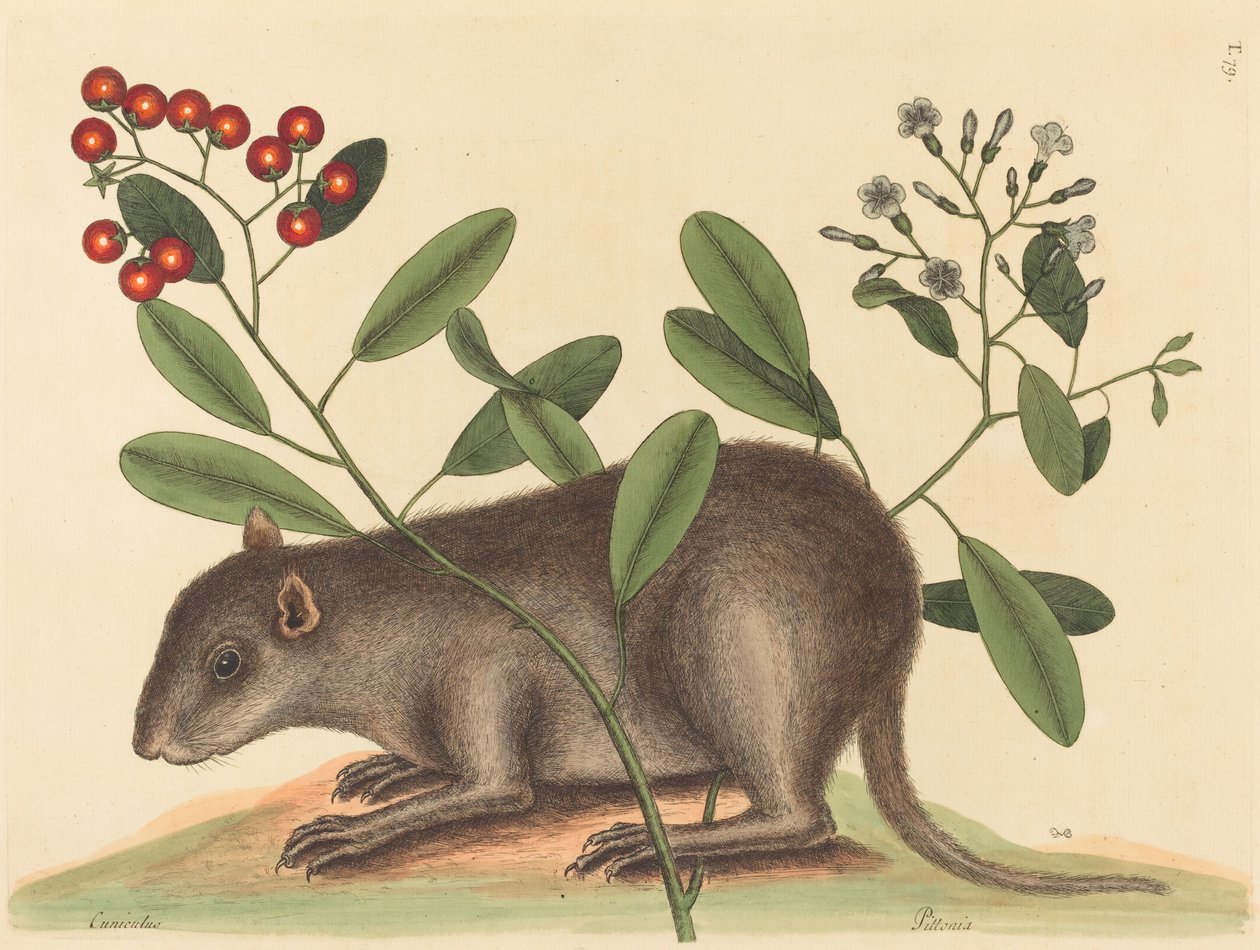 Bahama Coney Mus Monax, opublikowana w 1754 r. autorstwa Mark Catesby