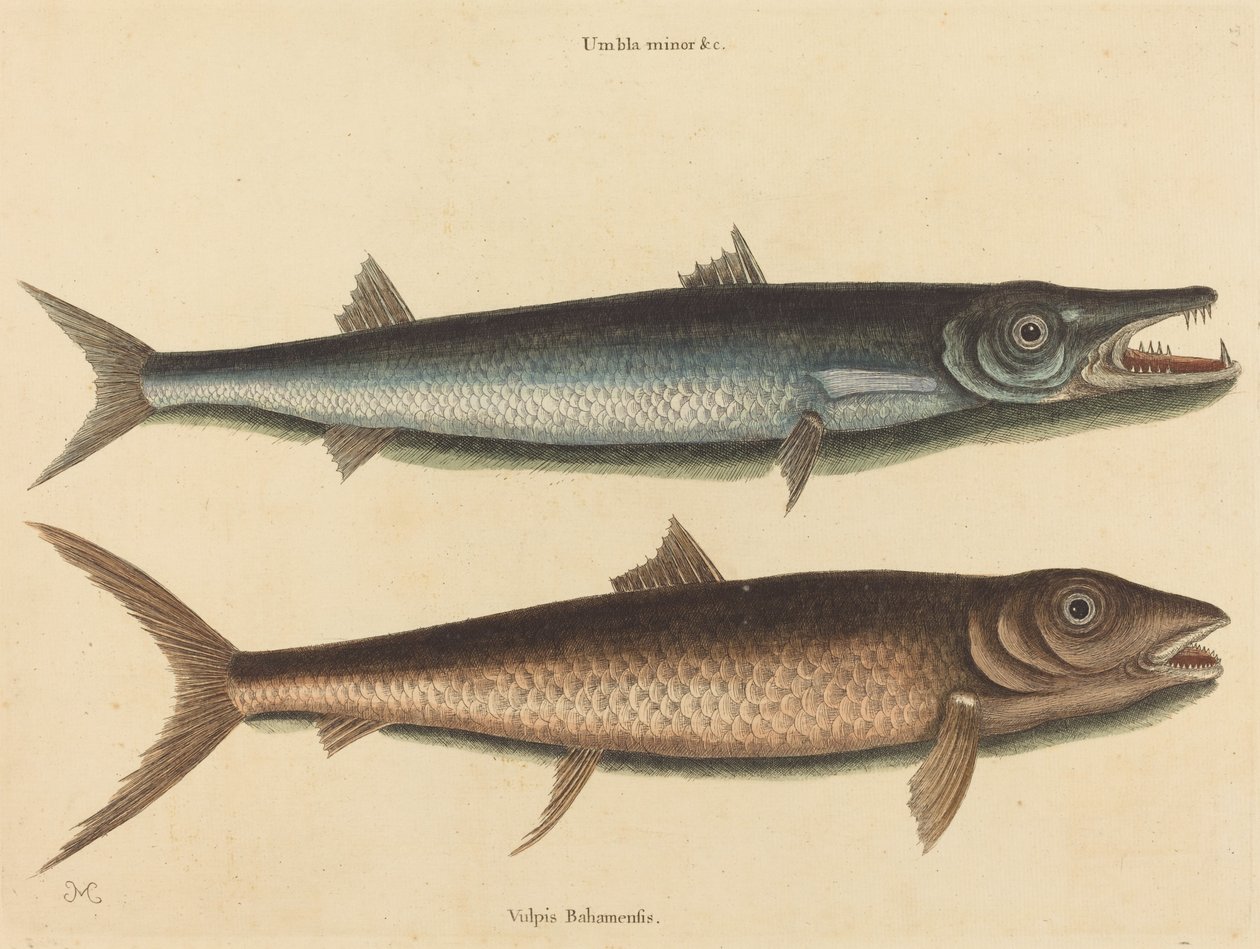 Barakuda (barakuda Esox) autorstwa Mark Catesby