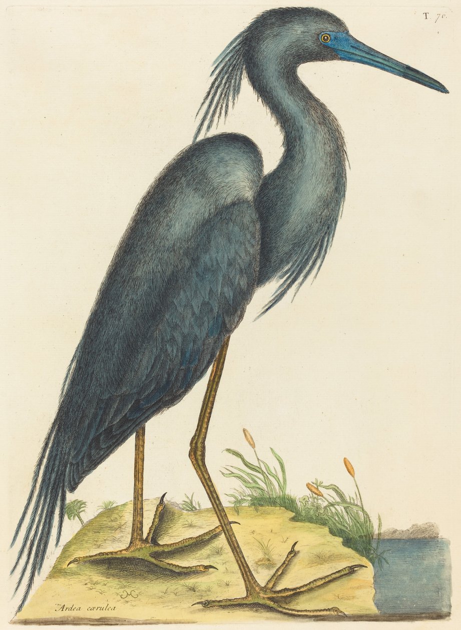 Niebieska czapla (Ardea coerulea) autorstwa Mark Catesby